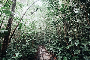 Hiking Trail Prints: Nature trail through lush forest. Madagascar, Africa. Andasibe, Analamazaotra