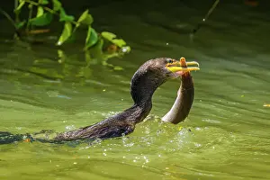 Cormorants Prints: Neotropic Cormorant Phalacrocorax brasilianus) swallowing captured fish