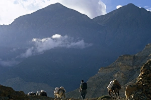 Trekkers Prints: Nepal, Himalaya, Mustang. Trekkers ponies proceed along the stark trail alongside a stone cairn near Chele village