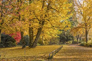 Wiesbaden Prints: Neropark in autumn, Wiesbaden, Hesse, Germany