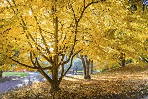 Neropark in autumn, Wiesbaden, Hesse, Germany