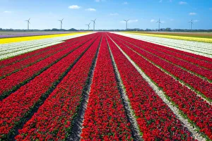 Images Dated 3rd May 2016: Netherlands, North Holland, Burgerbrug. Bright red tulip field in spring