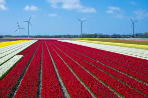 Images Dated 13th July 2016: Netherlands, North Holland, Burgerbrug. Bright red tulip field in spring