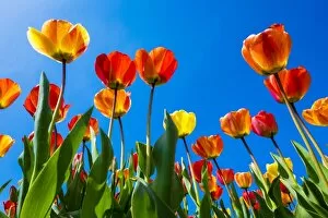 Images Dated 4th May 2016: Netherlands, North Holland, Callantsoog. Multicolored tulips flower against a blue sky