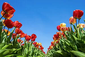Netherlands, North Holland, Callantsoog. Multicolored tulip flowers against a blue sky