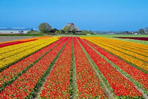 Images Dated 13th July 2016: Netherlands, North Holland, Den Helder. Rows of colorful flowering tulips in a bulb