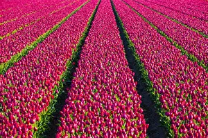 Netherlands, North Holland, Julianadorp. Colorful tulip flowers in a bulb field in spring