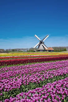 Netherlands, North Holland, Schermerhorn. Windmill, polder mill from Schermerhorn group Netherlands, North Holland, Schermerhorn. Windmill, polder mill from Schermerhorn group
