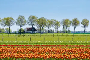 Images Dated 13th July 2016: Netherlands, North Holland, Ursem. Tulips in bloom in front of a rural farm