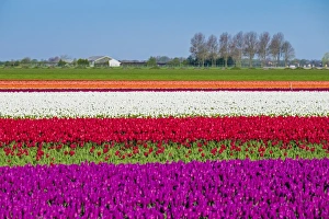 Netherlands, North Holland, Venhuizen. Colorful tulip fields in early spring