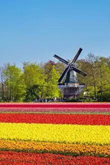 Images Dated 1st May 2016: Netherlands, South Holland, Lisse. Dutch tulips flowers in a field in front of the