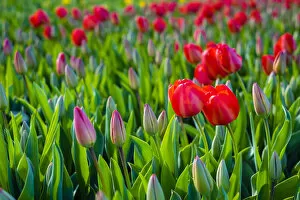 Images Dated 13th July 2016: Netherlands, South Holland, Lisse. Dutch tulips in bloom in a bulb field in early spring