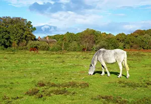 Moorland Prints: New Forest ponies grazing on the moors near Brockenhurst village