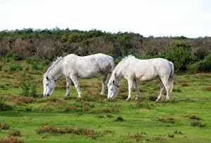 Hampshire Prints: New Forest ponies grazing on the moors near Brockenhurst village