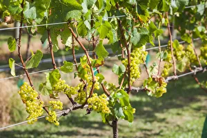 Auckland Prints: New Zealand, North Island, Auckland, vineyard