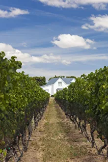 New Zealand, North Island, Martinborough, Wairapapa Region, vineyard New Zealand, North Island, Martinborough, Wairapapa Region, vineyard