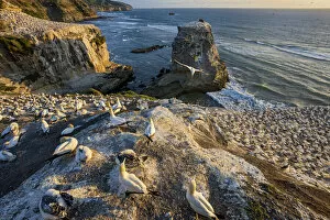 Images Dated 22nd October 2021: New Zealand, North Island, Muriwai Beach, Northern Gannet