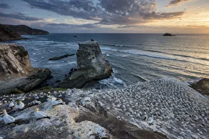 New Zealand, North Island, Muriwai Beach, Northern Gannet