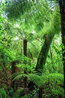 Tree Fern Prints: New Zealand, North Island, Tongariro National Park, Lake Rotopounamu track, Tree fern
