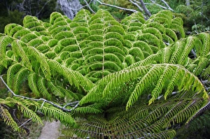 New Zealand, South Island, Nelson