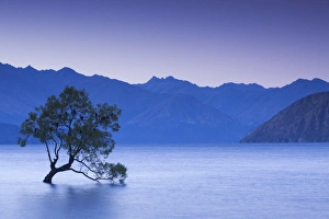 New Zealand, South Island, Otago, Wanaka, Lake Wanaka, solitary tree, dusk