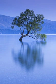 New Zealand, South Island, Otago, Wanaka, Lake Wanaka, solitary tree, dawn