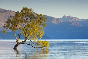 New Zealand, South Island, Otago, Wanaka, Lake Wanaka, solitary tree, dawn