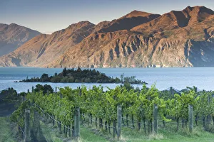 New Zealand, South Island, Otago, Wanaka, vineyard on Lake Wanaka