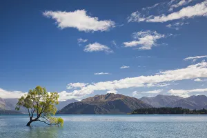 Australasian Prints: New Zealand, South Island, Otago, Wanaka, Lake Wanaka, solitary tree