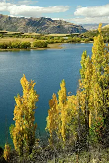 Wanaka Prints: New Zealand, South Island, Otago, Wanaka, Wanaka lake and poplar trees in autumn