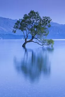 Images Dated 1st March 2016: New Zealand, South Island, Otago, Wanaka, Lake Wanaka, solitary tree, dawn