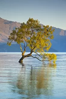 Australasian Gallery: New Zealand, South Island, Otago, Wanaka, Lake Wanaka, solitary tree, dawn