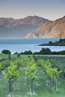 Images Dated 1st September 2016: New Zealand, South Island, Otago, Wanaka, vineyard on Lake Wanaka