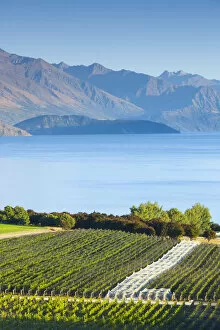 Images Dated 1st September 2016: New Zealand, South Island, Otago, Wanaka, vineyard on Lake Wanaka