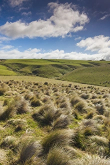 New Zealand, South Island, Southland, The Catlins, Slope Point, Southern-most point