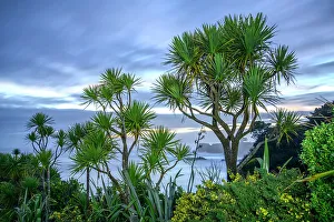 Tidal Prints: New Zealand, South Island, West Coast, Westport, Cape Foulwind, Cabbage Tree