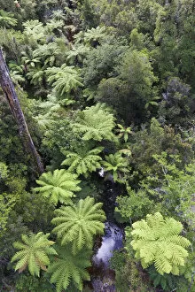 Images Dated 1st September 2016: New Zealand, South Island, West Coast, Hokitika, West Coast Treetops Walkway, elevated