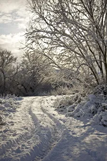 Images Dated 10th June 2011: Newark, UK. Parnams island on the trent in snow
