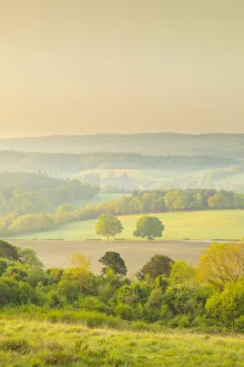 Newlands Corner, North Downs, Guildford, Surrey, England, UK