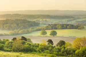 Newlands Corner, North Downs, Guildford, Surrey, England, UK