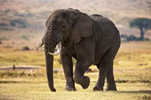 Aged Gallery: Ngorongoro Conservation Area, Tanzania, Africa. African bush elephant