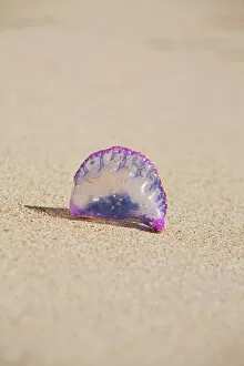 Images Dated 10th June 2009: Nicaragua, Corn Islands, Little Corn Island, Cocal Beach, Portuguese Man of War Jelly