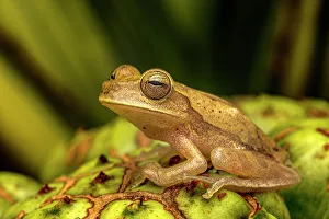 Frogs Of Costa Rica Prints: Nicaragua Cross-banded Tree Frog (Smilisca puma), Costa Rica