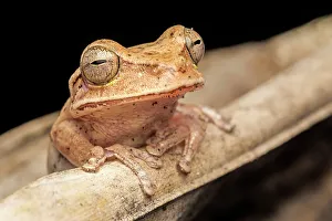 Neotropics Prints: Nicaragua Cross-banded Tree Frog (Smilisca puma), Costa Rica