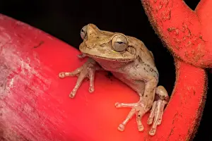 Alajuela Prints: Nicaragua Cross-banded Tree Frog (Smilisca puma) in lowland Caribbean rainforest habitat near