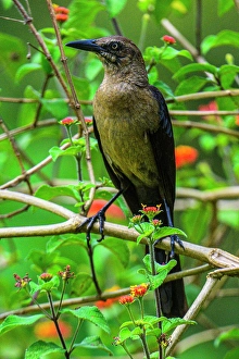 Adaptation Prints: Nicaraguan grackle (Quiscalus nicaraguensis), Turrialba, Cartago, Costa Rica