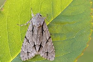 Insects Prints: Night butterfly on leaf in backlight, Acronicta, Liguria, Italy