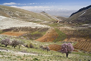 Images Dated 27th February 2006: Niha, Bekaa valley, Lebanon