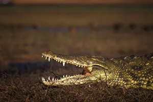 Crocodile Prints: Nile Crocodile, Chobe River, Botswana