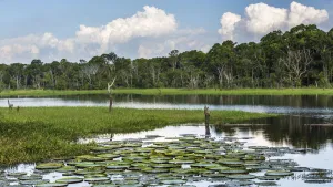 Basin Prints: Nimphaea park not far from manaus. Amazonas, Manaus, Brazil